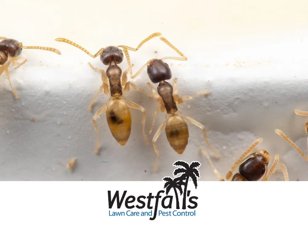 Custom landscaping services in Bradenton, FL by Westfall's Pest Control and Lawn Care