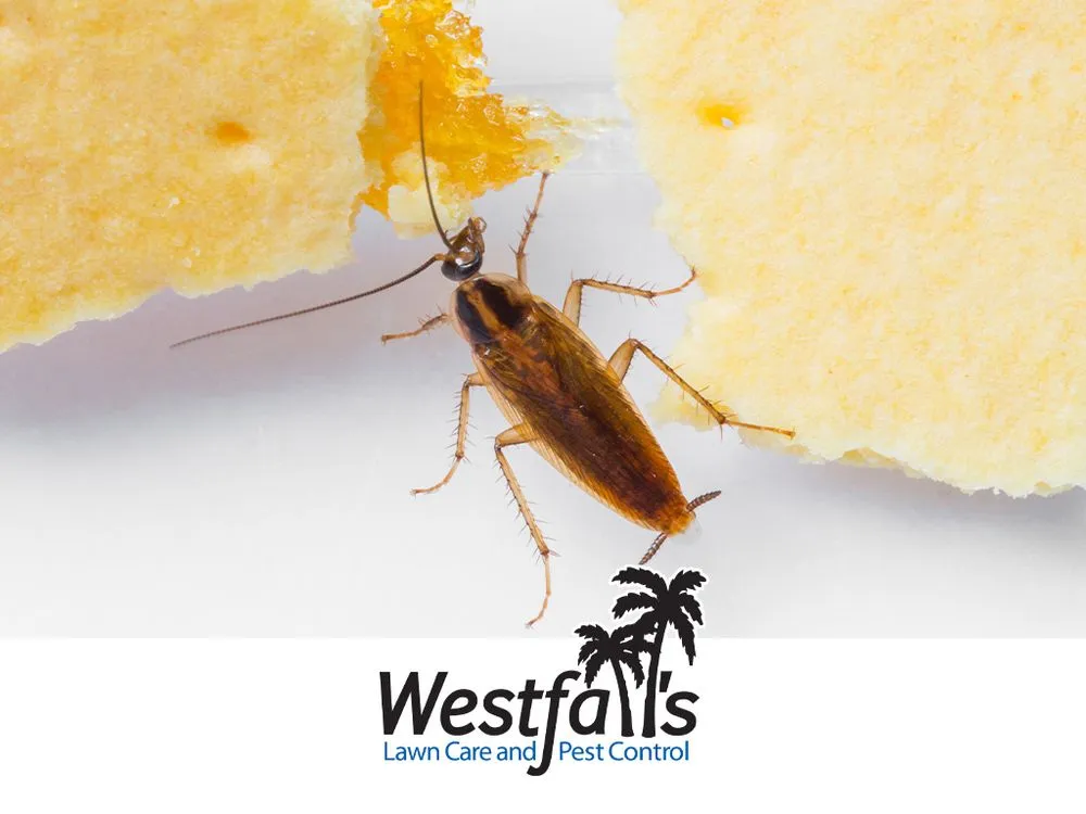 Trusted lawn mowing service experts serving Bradenton, FL - Westfall's Pest Control and Lawn Care