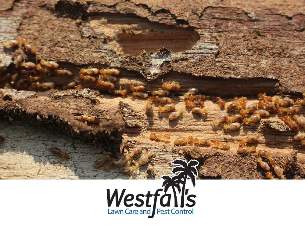 Custom garden landscaping for residential properties in Bradenton, FL by Westfall's Pest Control and Lawn Care