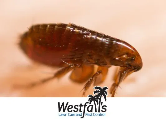 Westfall's Pest Control and Lawn Care Logo