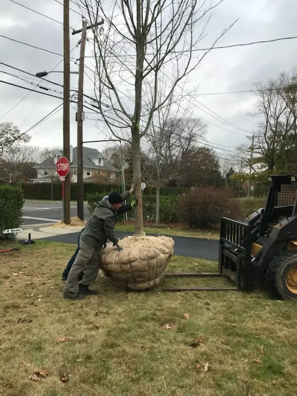 Professional lawn mowing service for residential properties in Westhampton Beach, NY by Westhampton Tree Works
