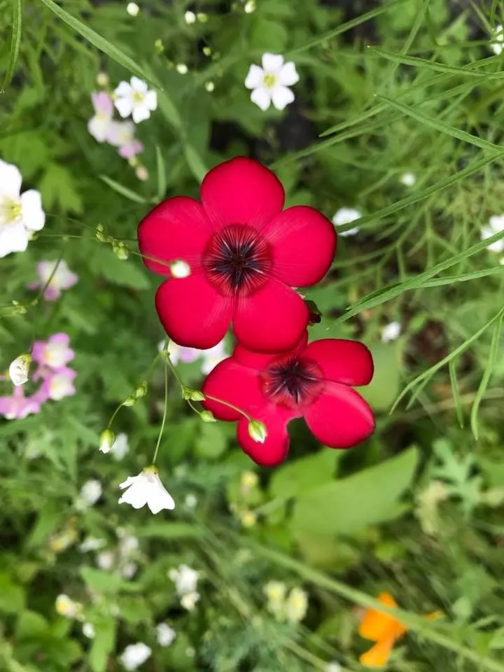 Affordable yard cleanup service for outdoor upgrades in Westhampton Beach, NY by Westhampton Tree Works