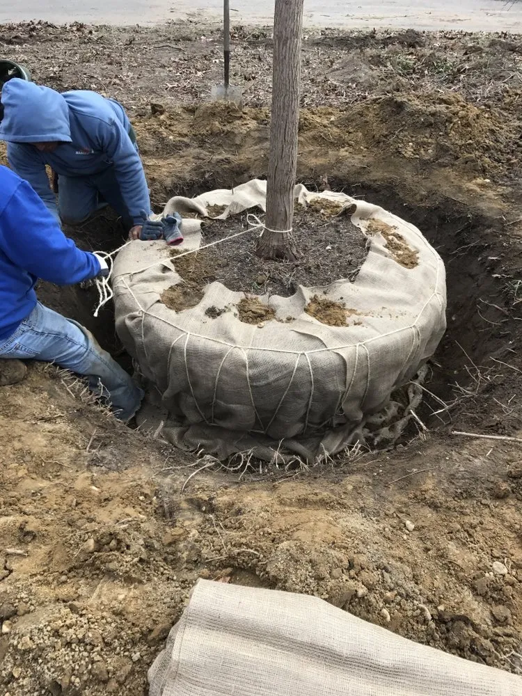 Expert yard maintenance in Westhampton Beach, NY by Westhampton Tree Works