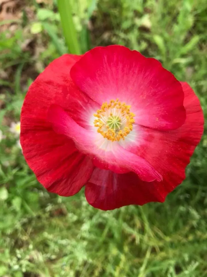 Local lawn care service in Westhampton Beach, NY - Westhampton Tree Works