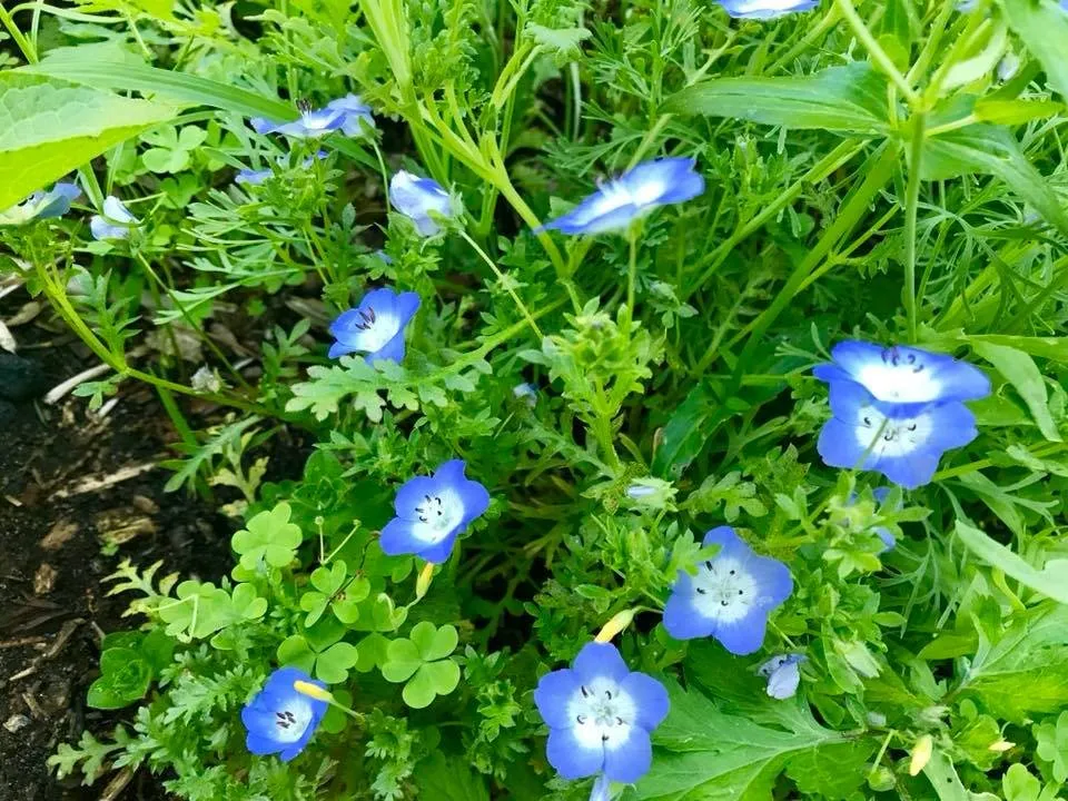 Local landscaping services for outdoor upgrades across Westhampton Beach, NY - Westhampton Tree Works