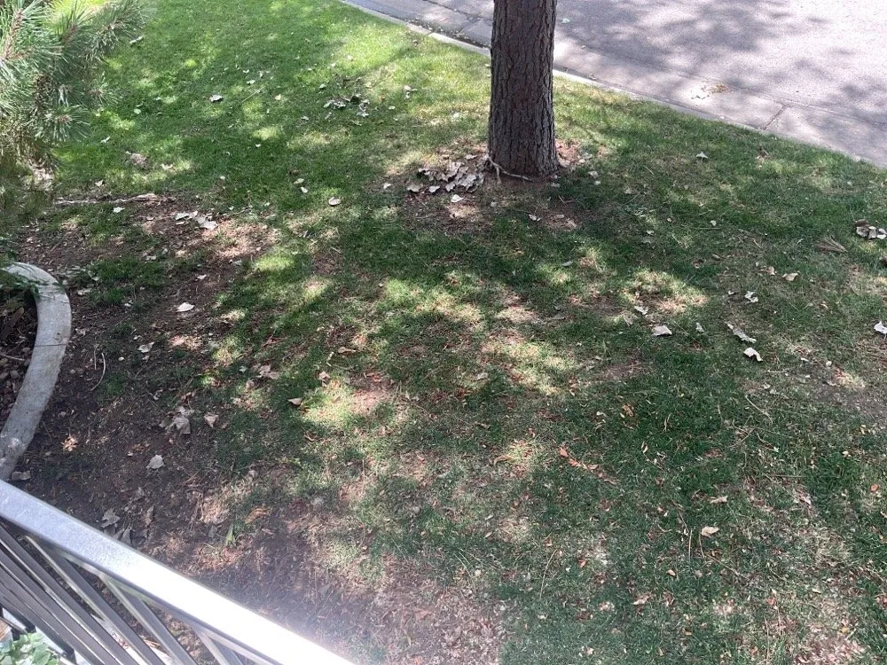 Trusted lawn care service in Englewood, CO - Weston Landscape & Design