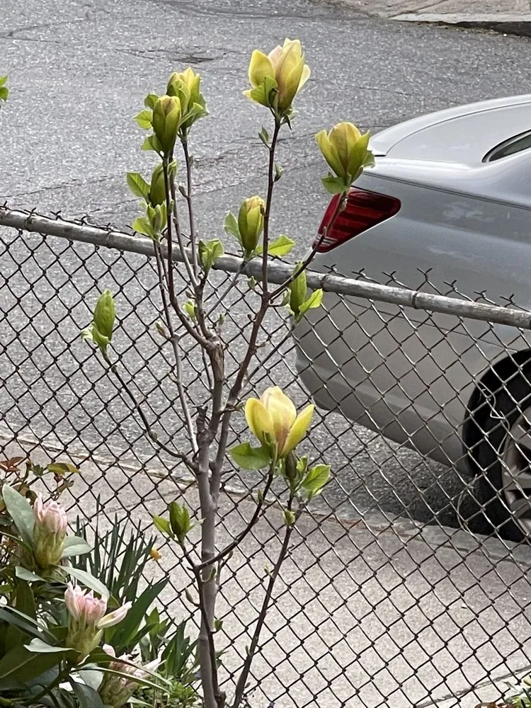 Custom yard cleanup service in Hopkinton, MA by Weston Nurseries of Hopkinton