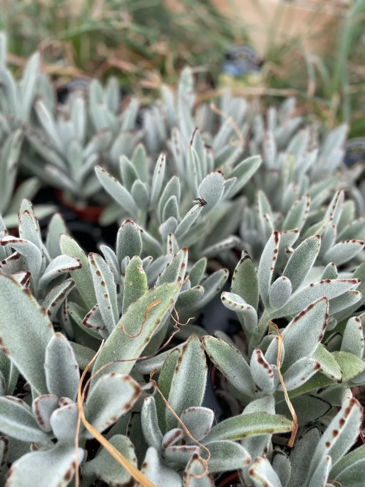 Reliable landscaping services for outdoor upgrades in Hopkinton, MA by Weston Nurseries of Hopkinton