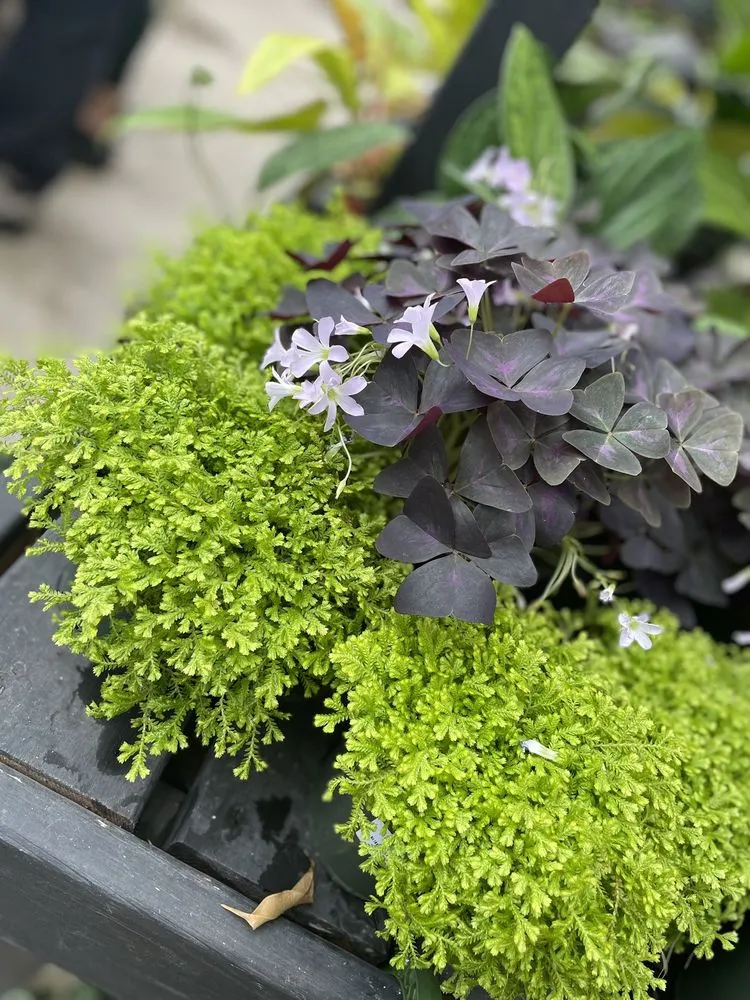 Top-rated yard cleanup service in Hopkinton, MA - Weston Nurseries of Hopkinton