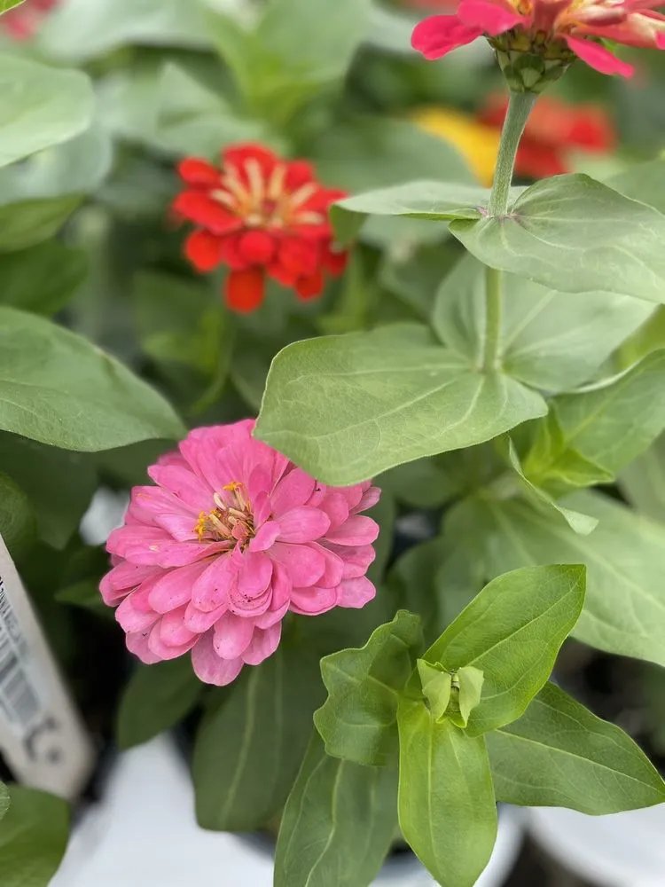 Top-rated landscape design experts serving Hopkinton, MA - Weston Nurseries of Hopkinton