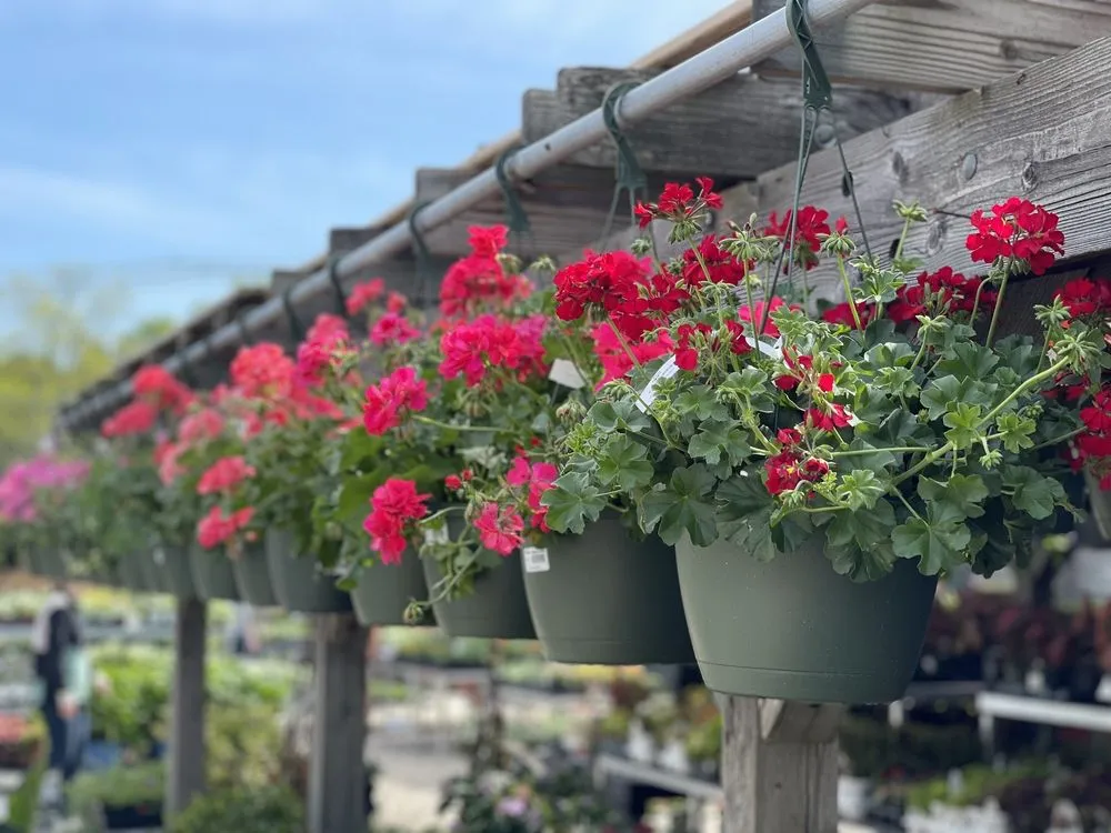 Custom yard maintenance for outdoor upgrades in Hopkinton, MA by Weston Nurseries of Hopkinton