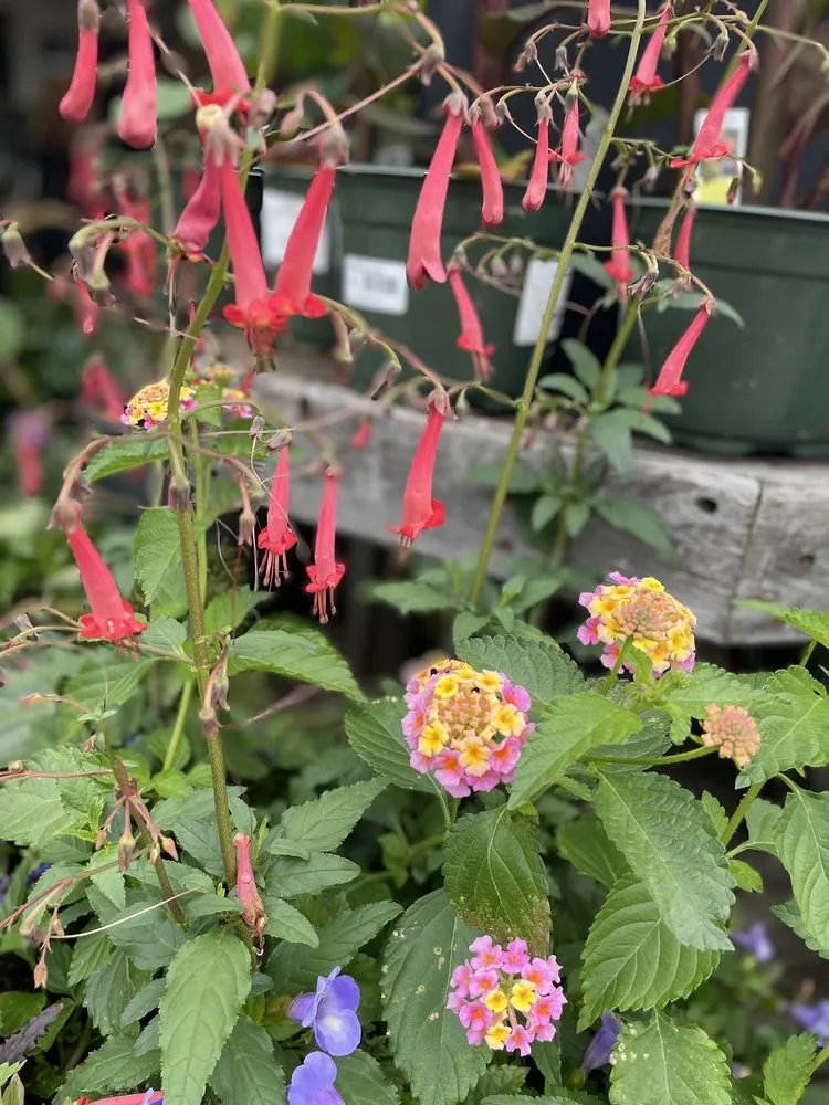 Reliable landscape installation in Hopkinton, MA by Weston Nurseries of Hopkinton