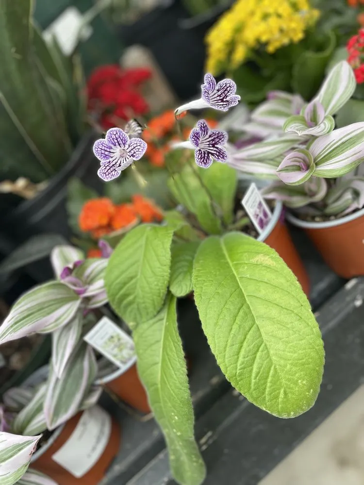 Custom outdoor landscaping in Hopkinton, MA by Weston Nurseries of Hopkinton