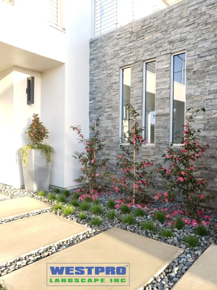 Affordable lawn care service in Carlsbad, CA by Westpro Landscape