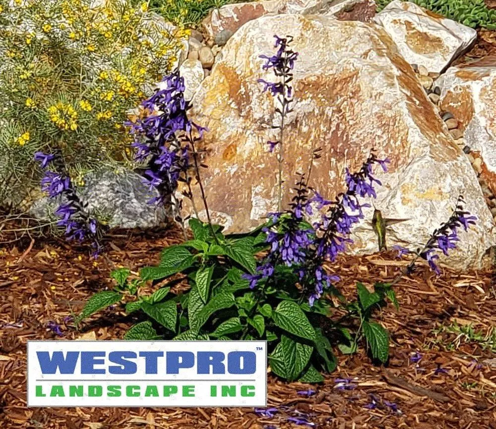 Professional residential landscaping experts serving Carlsbad, CA - Westpro Landscape