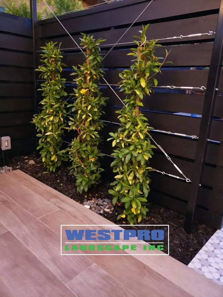 Top-rated yard maintenance in Carlsbad, CA by Westpro Landscape