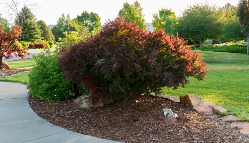 Expert yard maintenance near you across Boulder, CO - Westridge Landscapes