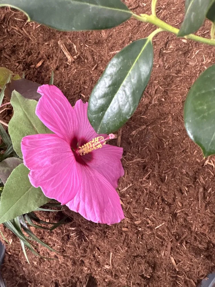 Expert yard cleanup service in Lubbock, TX by Westscapes