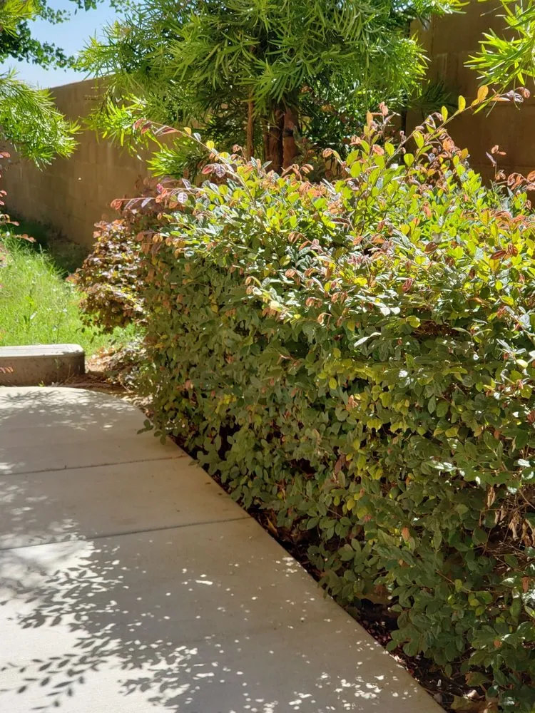 Custom landscape design in Newman, CA by Westside Landscape & Concrete