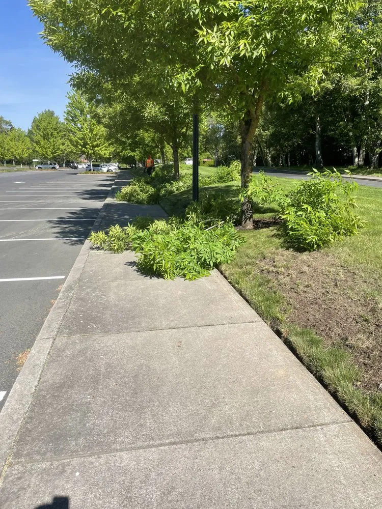 Expert yard maintenance in Beaverton, OR by Westside Landscape