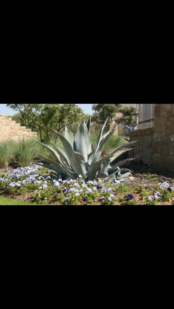 Expert yard cleanup service for beautiful yards across Los Angeles, CA - Westside Landscaping