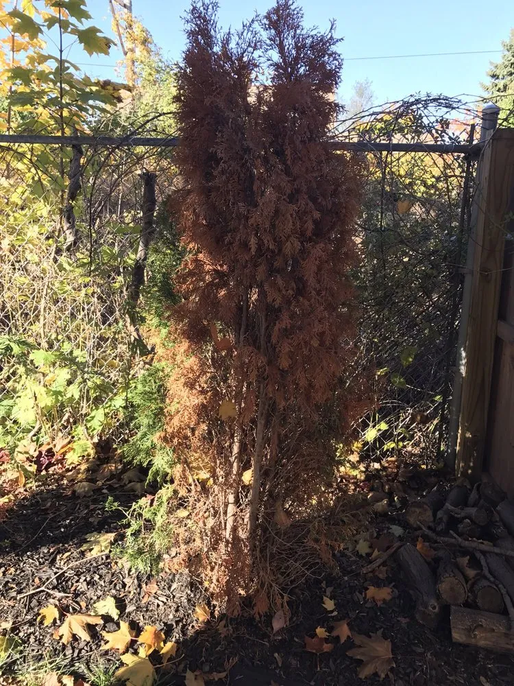 Local outdoor landscaping in Rochester, NY by Westside Professional Landscape