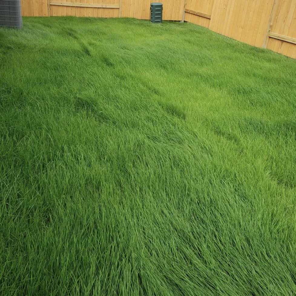 Professional outdoor landscaping experts serving Rosenberg, TX - WestTurf Texas