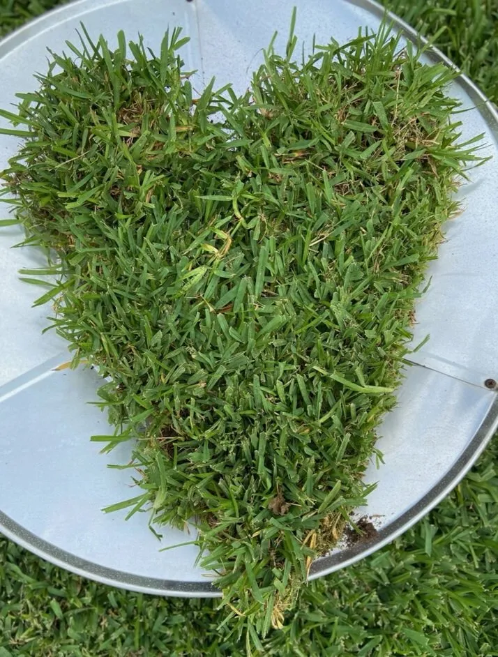 Affordable garden landscaping in Rosenberg, TX - WestTurf Texas