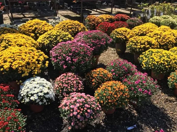 Reliable yard maintenance experts serving Waco, TX - Westview Nursery & Landscape