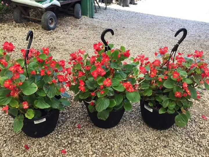 Top-rated outdoor landscaping in Waco, TX - Westview Nursery & Landscape