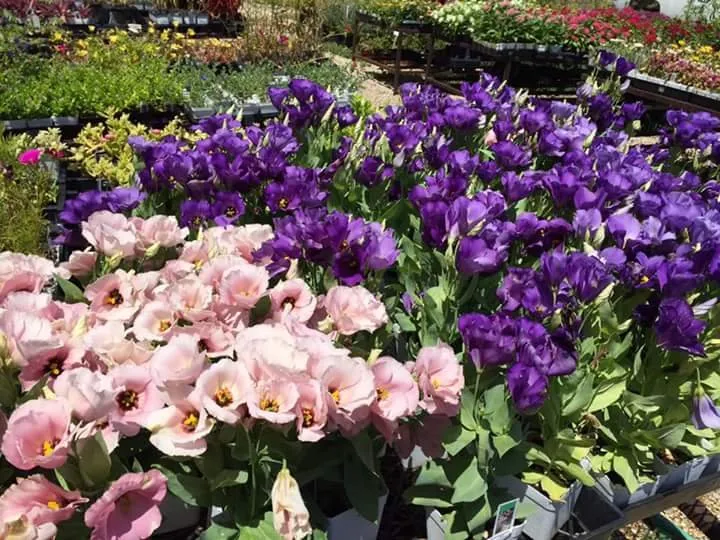 Local residential landscaping for beautiful yards across Waco, TX - Westview Nursery & Landscape