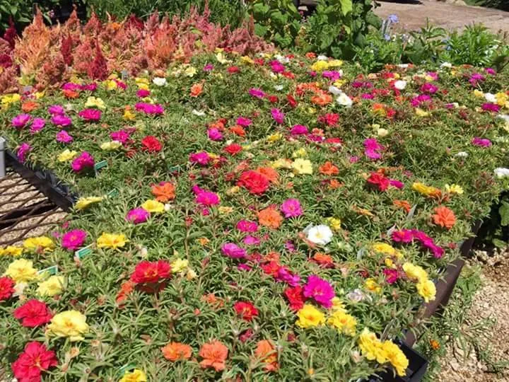 Professional landscaping services with custom design in Waco, TX by Westview Nursery & Landscape