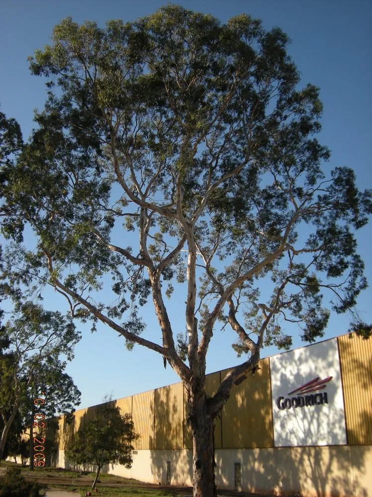 Professional landscape installation experts serving Spring Valley, CA - Westwind Landscape and Tree Service