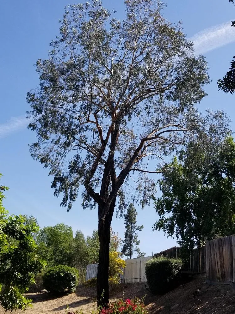 Expert yard cleanup service in Spring Valley, CA by Westwind Landscape and Tree Service