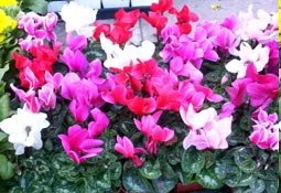 Professional yard cleanup service in Spring Valley, CA by Westwind Landscape and Tree Service