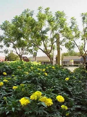 Westwind Landscape and Tree Service Logo