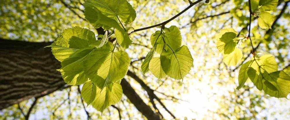 Reliable landscaping services experts serving Buffalo, NY - Westwood Landscaping