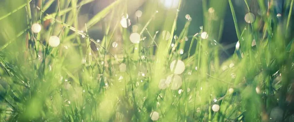 Top-rated lawn care service in Buffalo, NY by Westwood Landscaping