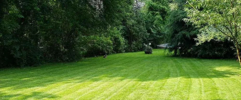 Trusted yard cleanup service in Buffalo, NY by Westwood Landscaping