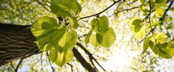 Westwood Landscaping Logo