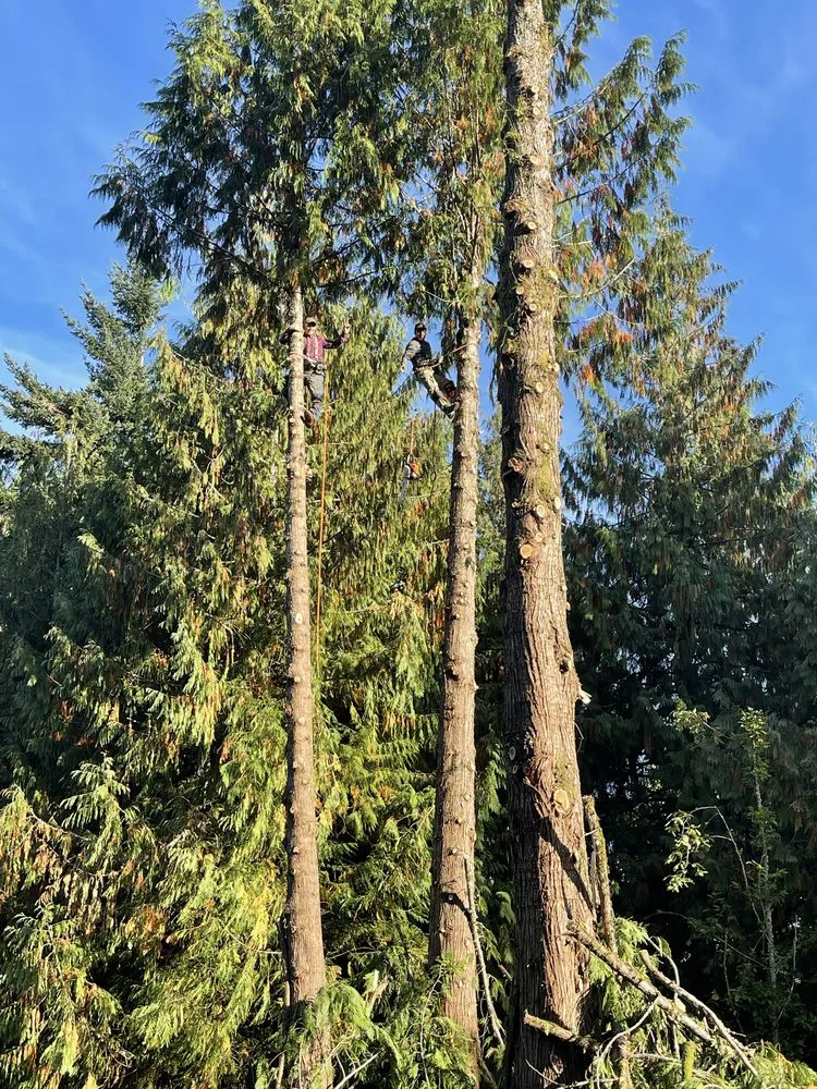 Top-rated outdoor landscaping in Longview, WA by Westwood Tree & Landscape