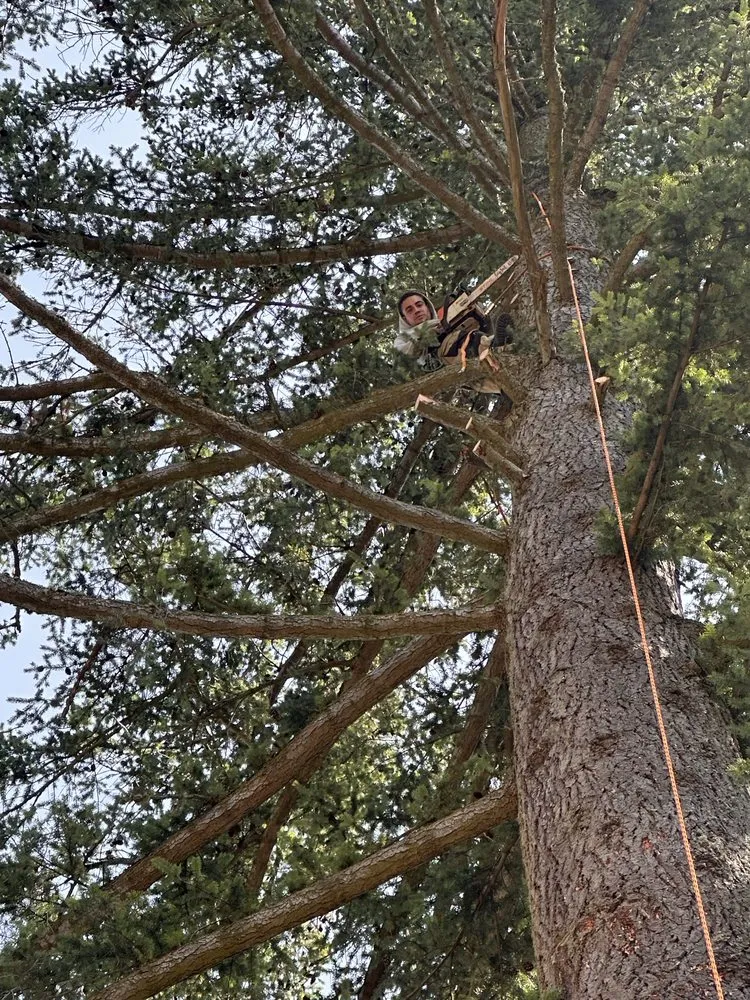 Professional residential landscaping in Longview, WA - Westwood Tree & Landscape