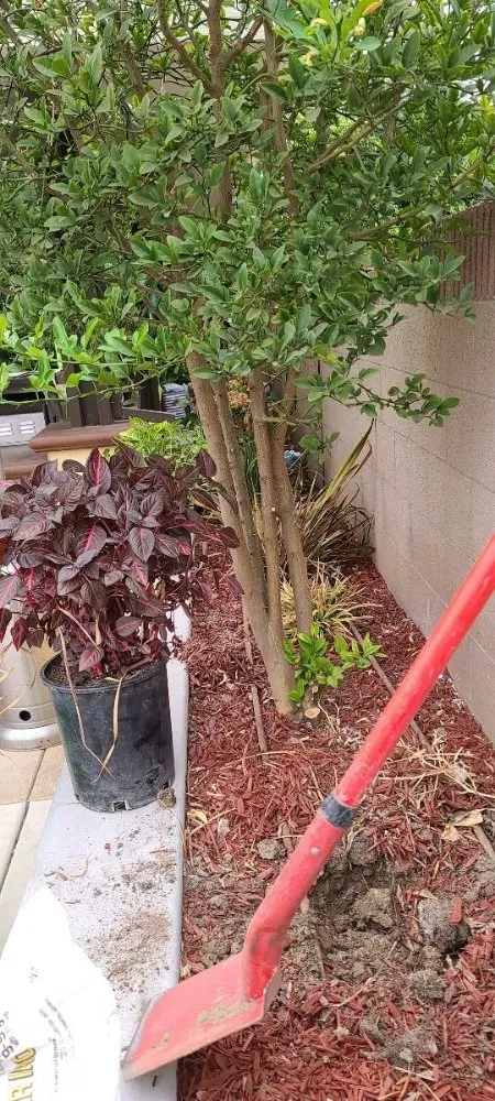 Professional lawn care service experts serving Montebello, CA - Wetland Landscaping Maintenance