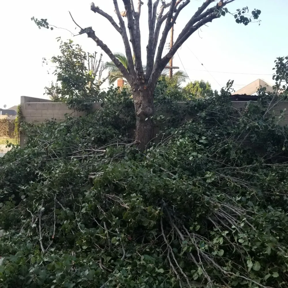 Top-rated landscape installation in Montebello, CA - Wetland Landscaping Maintenance