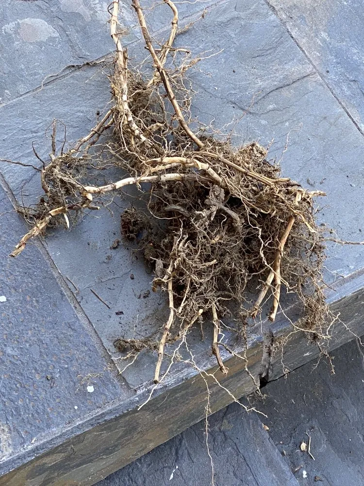 Trusted yard maintenance experts serving Montebello, CA - Wetland Landscaping Maintenance