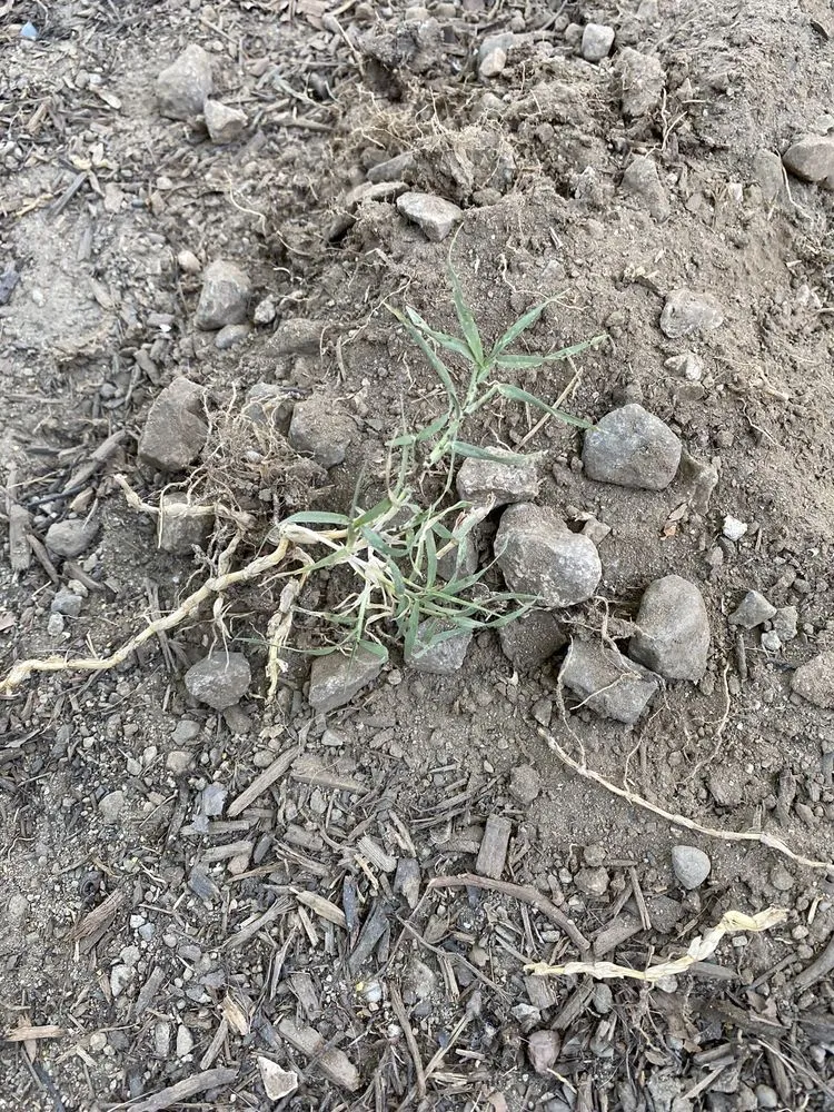 Expert lawn mowing service for year-round maintenance in Montebello, CA by Wetland Landscaping Maintenance