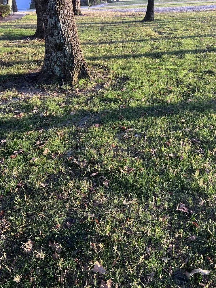 Expert lawn care service experts serving Jonesboro, AR - Wewers LandworX