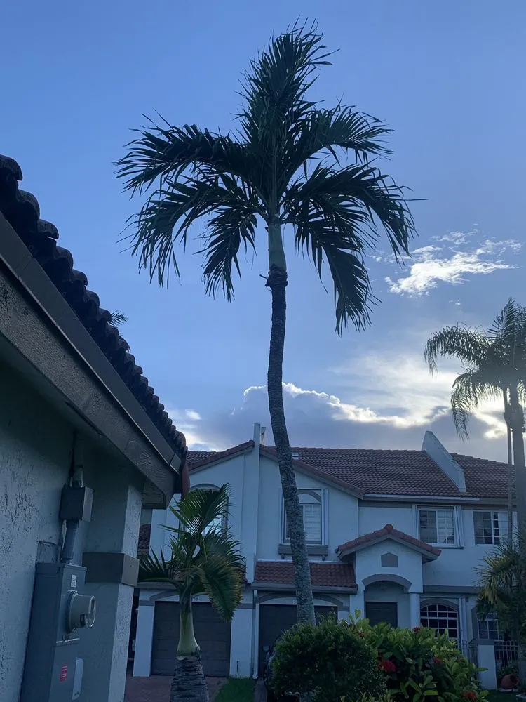 Reliable yard maintenance for homes across Fort Lauderdale, FL - W.G. Arborist Consultants