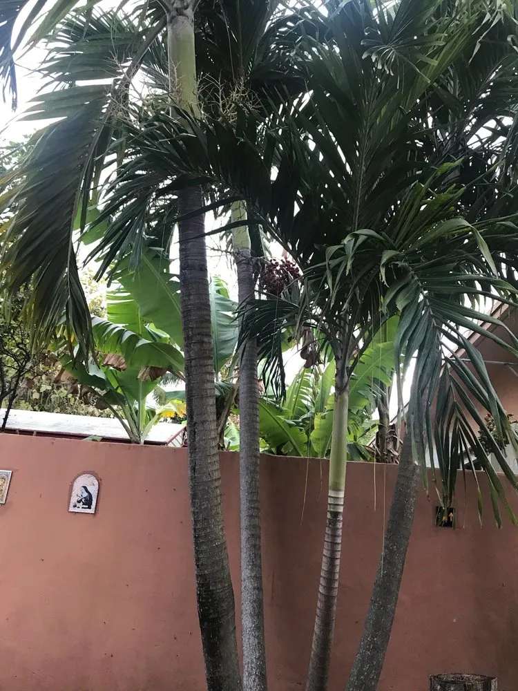 Professional yard maintenance for homes across Fort Lauderdale, FL - W.G. Arborist Consultants