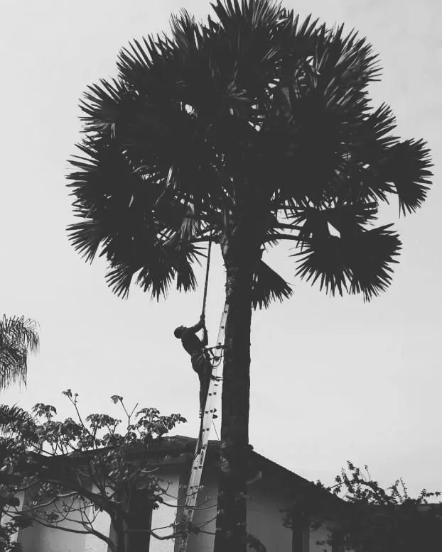 Top-rated lawn mowing service in Fort Lauderdale, FL - W.G. Arborist Consultants